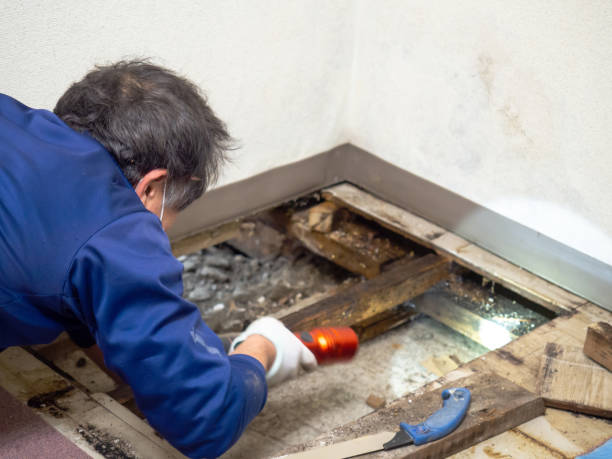 Best Mold Damage Repair  in Fountainhead Orchard Hills, MD