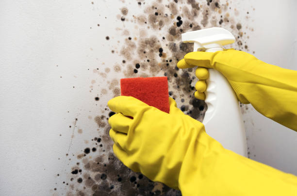 Best Mold Testing  in Fountainhead Orchard Hills, MD
