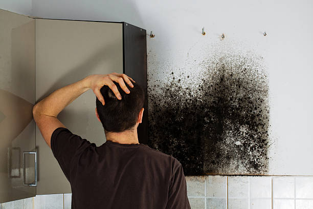 Fountainhead Orchard Hills, MD Mold Removal Company